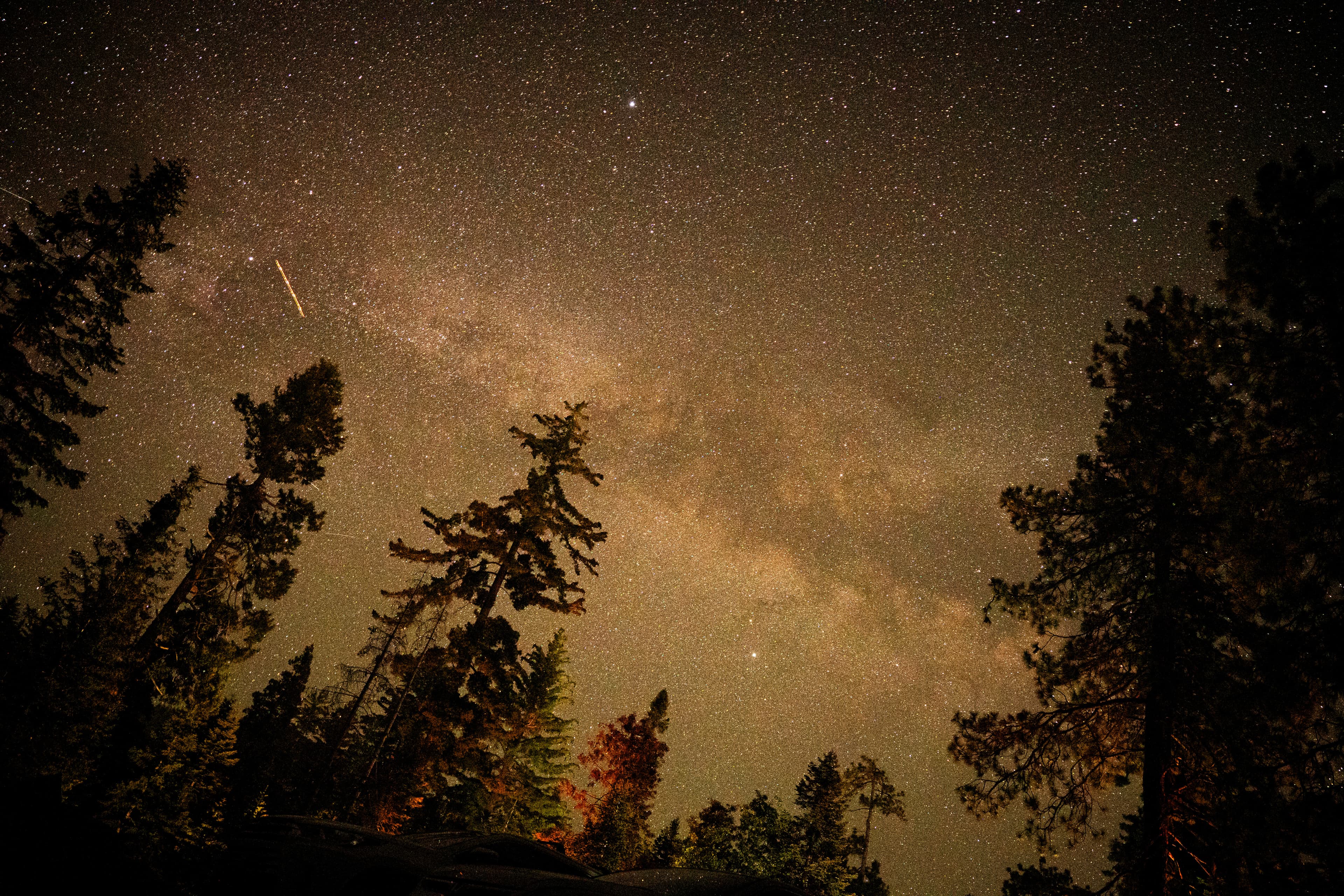 Stary Night Sequoia